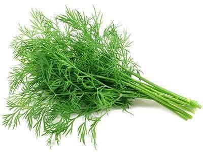 Organic Dill Leaves