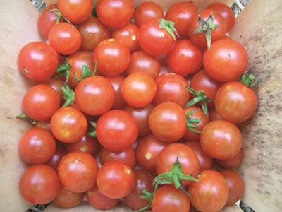 Buy Hydroponically Grown Red Cherry Tomatoes Online At Orgpick