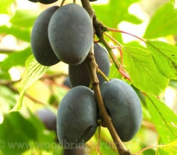 ORGANIC FRESH PRUNES