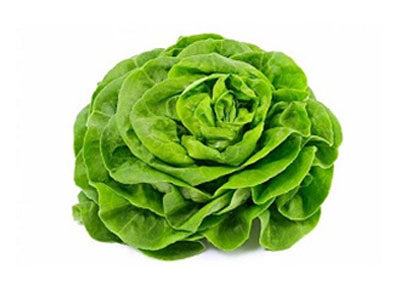 Buy Hydroponically Grown Butter Head Lettuce Online At Orgpick