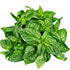 Basil (Hydroponically Grown)