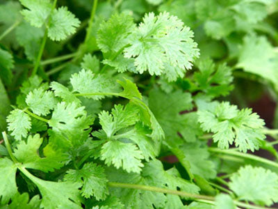 Buy Hydroponically Grown Fresh Coriander Online At Orgpick