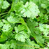 Coriander (Hydroponically Grown)