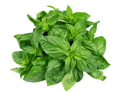 Buy Hydroponically Grown Italian Basil Online At Orgpick