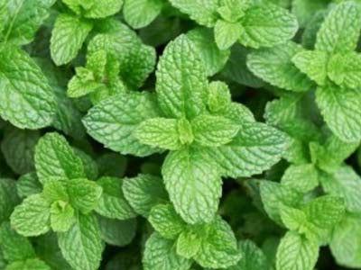 Indian Peppermint (Hydroponically Grown)