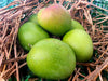 Shop Online Organically Grown 6 Dozen Hapus Mango Peti at Orgpick