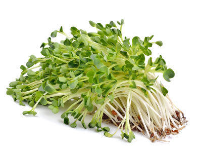 Certified Organic Alfalfa Sprouts Online at Orgpick.com