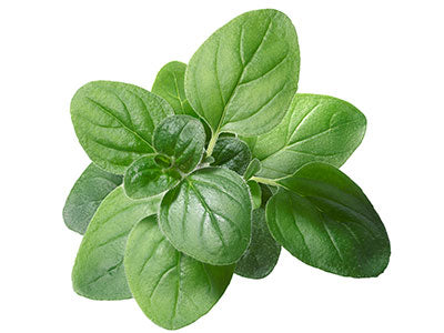 Organic Oregano
