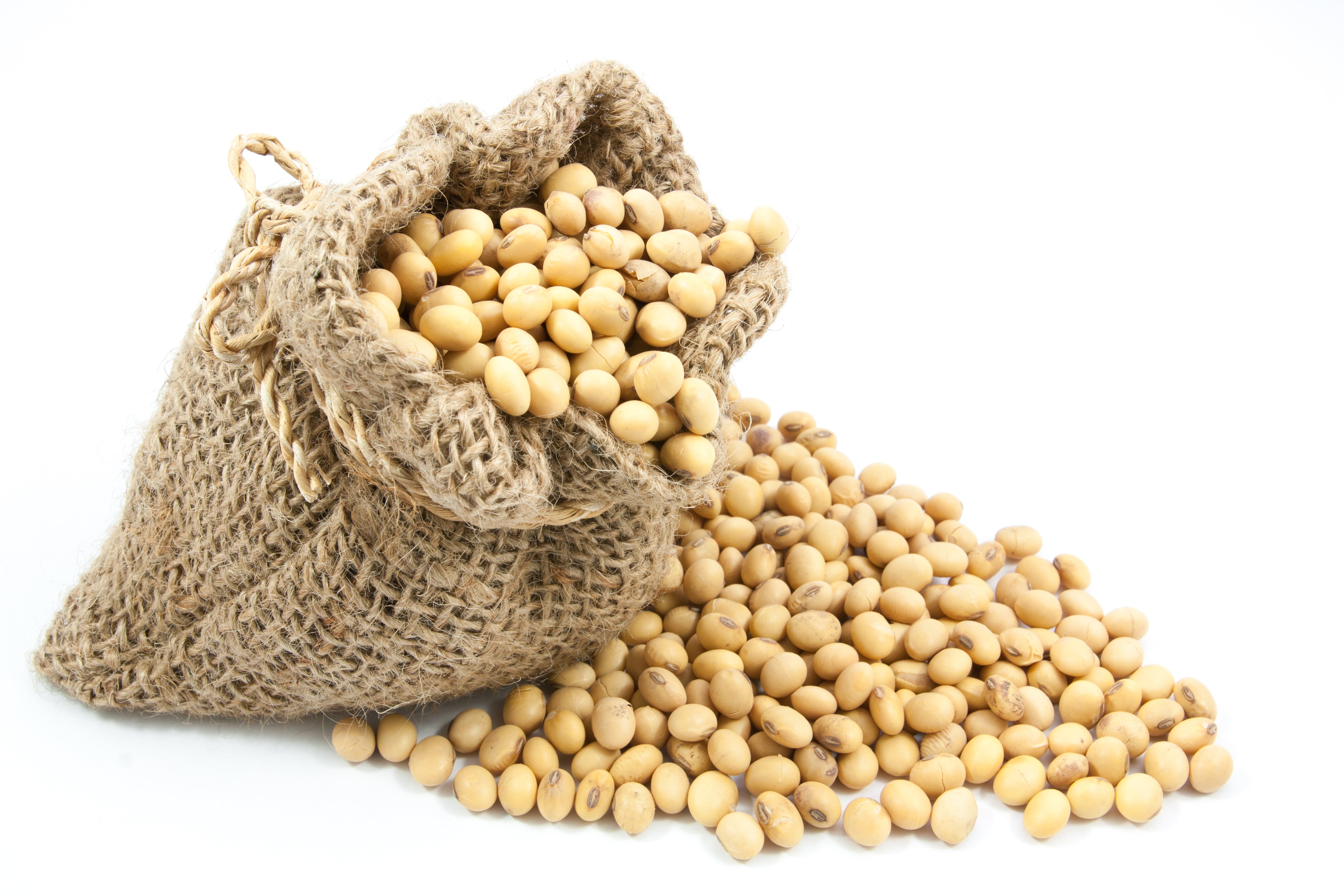 Soya Bean Seeds, Packaging Size: 30 Kg, Packaging Type: Pp Bag at Rs  5500/quintal in Sehore