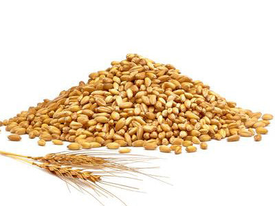 Organic Wheat Whole (Gehu)