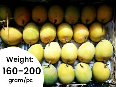 Organically Grown Alphonso Mango 1-Dzn