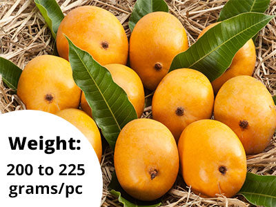 Organically Grown Alphonso Mango 1 Dozen