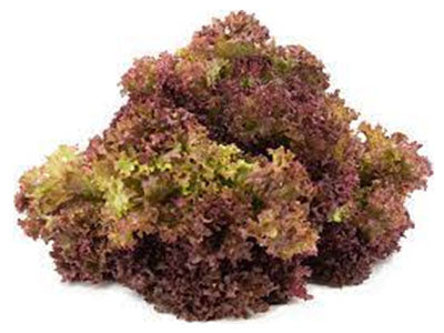 Buy Hydroponically Grown Red Lollo Rosso Lettuce Online At Orgpick