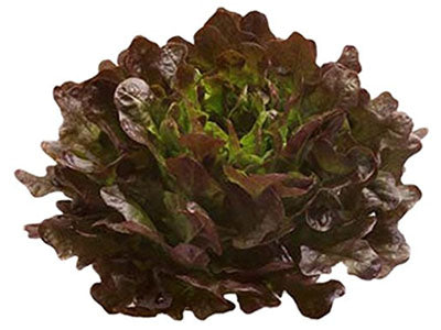 Buy Hydroponically Grown Red Oakleaf Lettuce Online At Orgpick